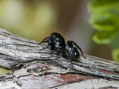 Heliophanus chovdensis