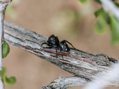 Heliophanus chovdensis