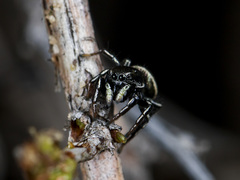 Heliophanus chovdensis