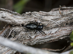 Heliophanus chovdensis