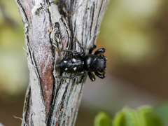 Heliophanus chovdensis