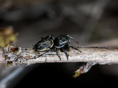 Heliophanus chovdensis