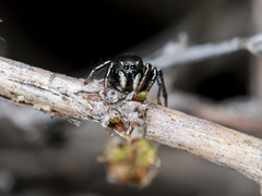 Heliophanus chovdensis