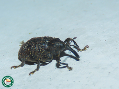 Heilus inaequalis