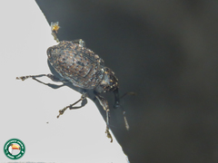 Heilus inaequalis