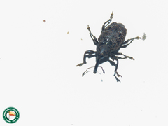 Heilus inaequalis