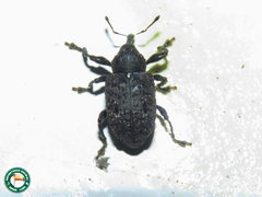 Heilus inaequalis