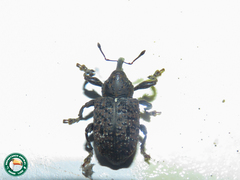 Heilus inaequalis