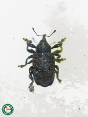Heilus inaequalis