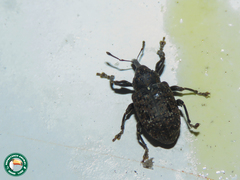 Heilus inaequalis