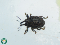 Heilus inaequalis