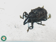 Heilus inaequalis