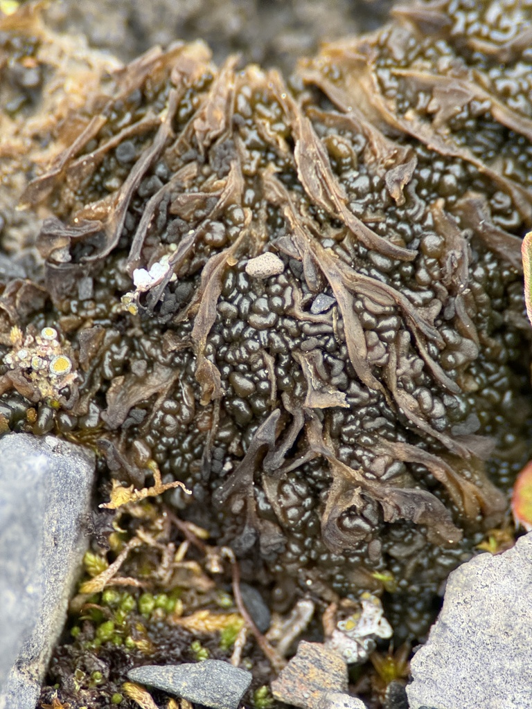 Enchylium substellatum