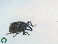 Heilus inaequalis