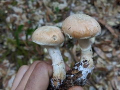Cortinarius alborufescens