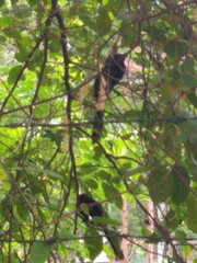 Aves