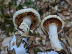 Cortinarius alborufescens