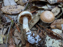 Cortinarius alborufescens