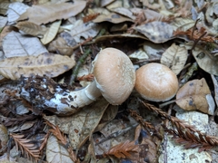 Cortinarius alborufescens