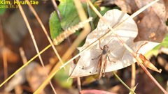 Shirakiacris shirakii