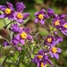 Solanum dulcamaroides - Photo (c) Christian Schwarz, some rights reserved (CC BY-NC), uploaded by Christian Schwarz