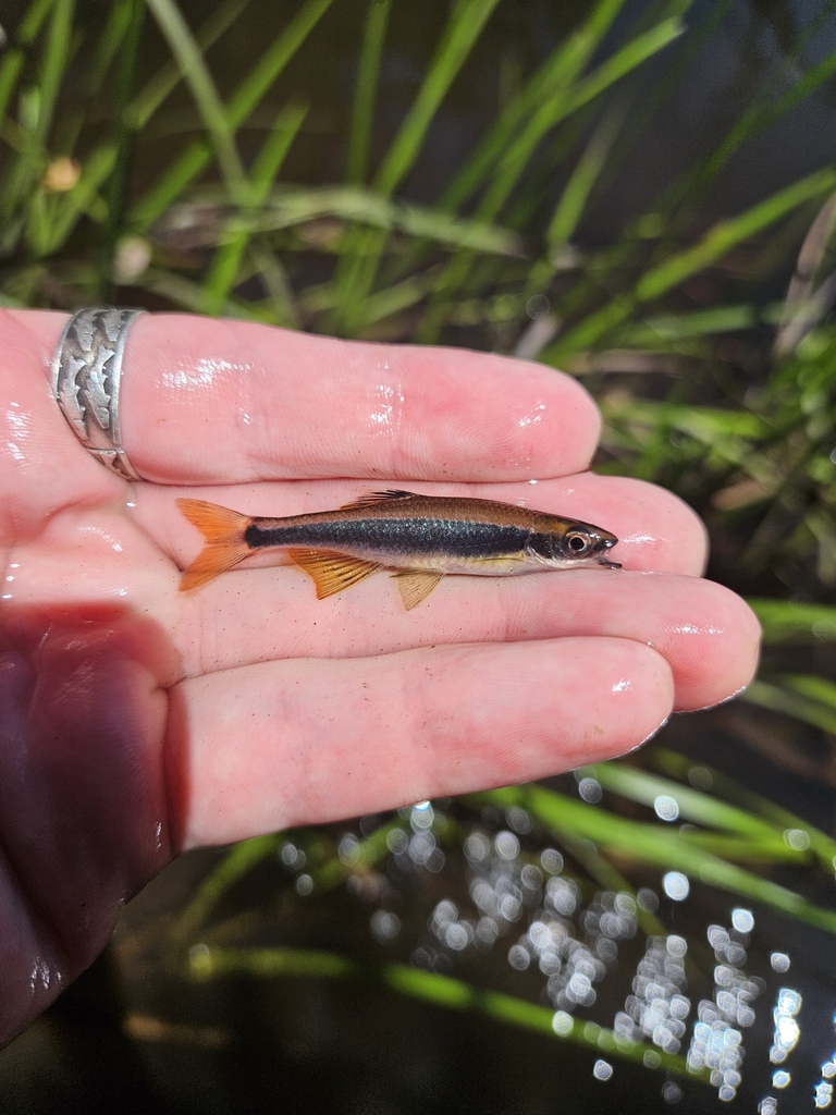 Lowland Shiner