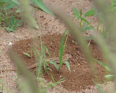 Latastia longicaudata