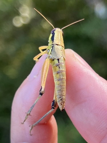 Decorated Short-wing Grasshopper