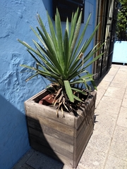 Agave karwinskii