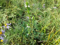 Euphrasia pectinata