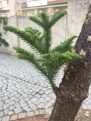 Araucaria heterophylla