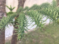 Araucaria heterophylla