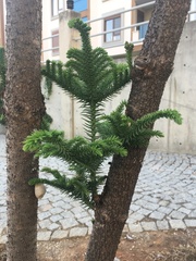 Araucaria heterophylla