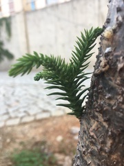 Araucaria heterophylla