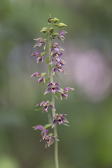 Epipactis helleborine