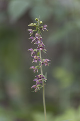 Epipactis helleborine