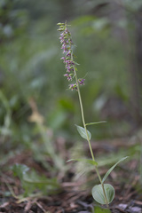 Epipactis helleborine