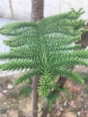 Araucaria heterophylla
