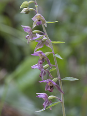 Epipactis helleborine