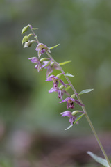Epipactis helleborine