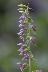 Epipactis helleborine