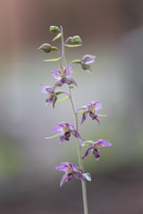 Epipactis helleborine