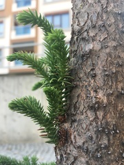 Araucaria heterophylla