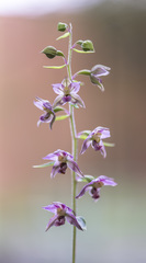 Epipactis helleborine