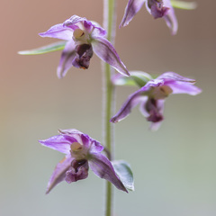 Epipactis helleborine