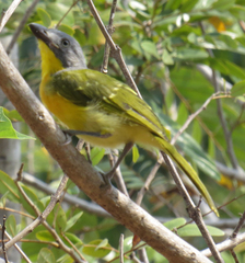 Malaconotus blanchoti
