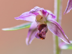 Epipactis helleborine