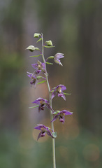 Epipactis helleborine
