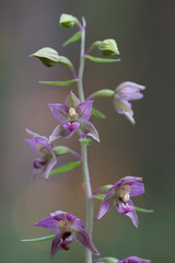 Epipactis helleborine