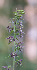 Epipactis helleborine
